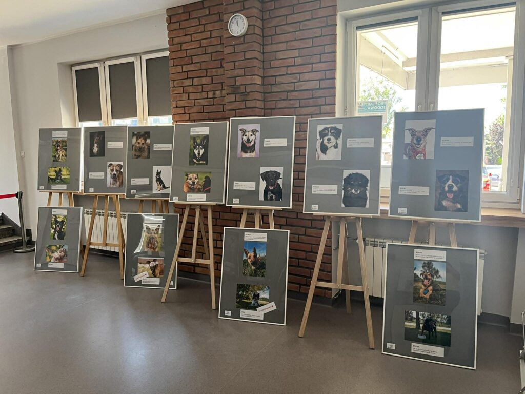W holu biblioteki na sztalugach pokazane są zdjęcia psów ze schroniska.